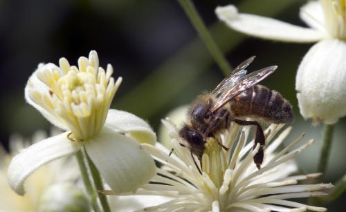 Apis mellifera