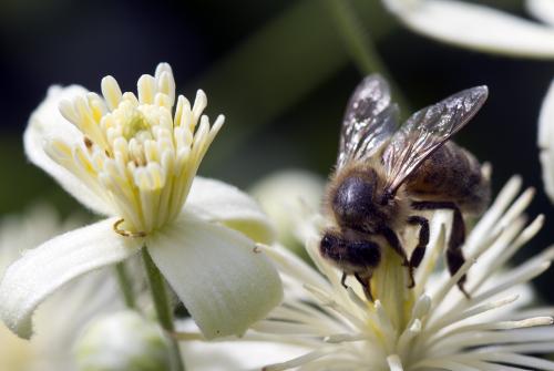 Apis mellifera