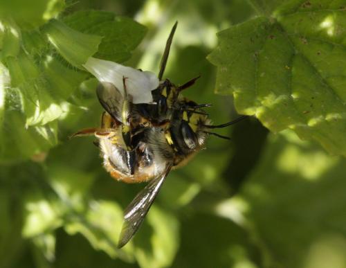 Anthidium sp.