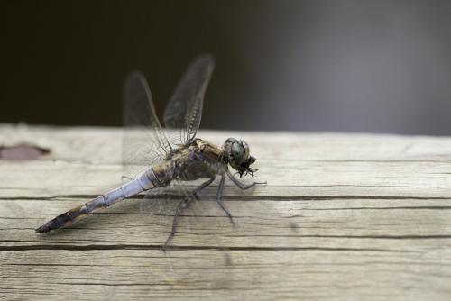 Orthetrum cancellatum