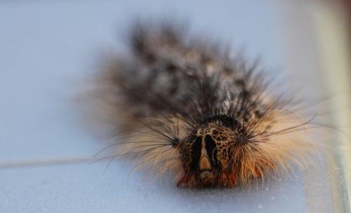 Lymantria dispar