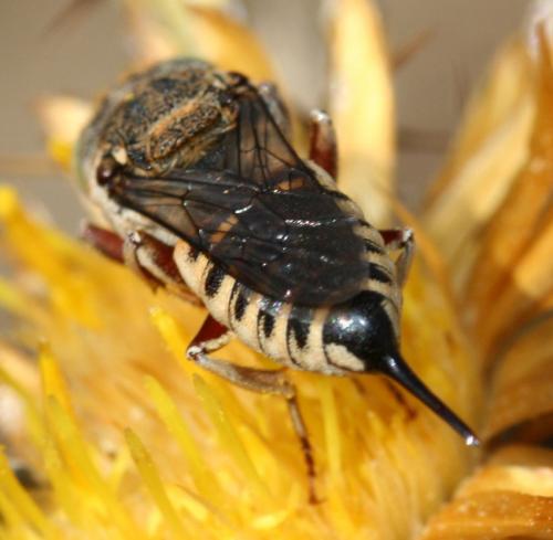 Réf. 60 911 : Coelioxys acanthura