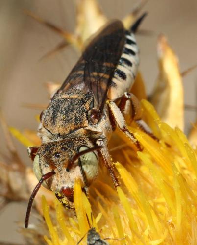 Coelioxys acanthura