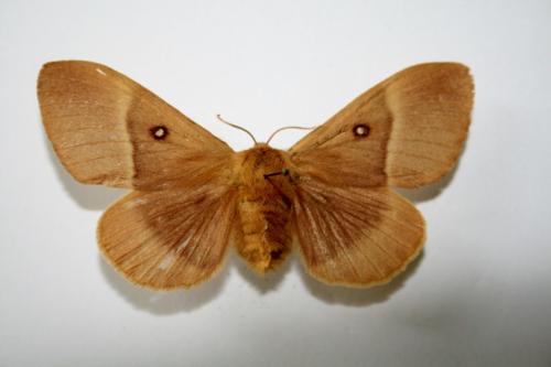 Réf. 60 277 : Lasiocampa quercus