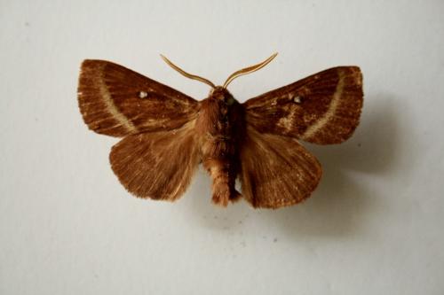 Réf. 60 278 : Lasiocampa trifolii