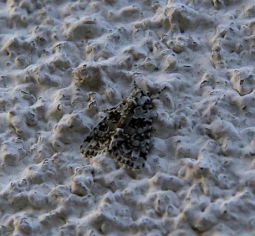 Réf. 60 746 : Nyctobrya muralis