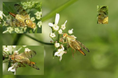 Terellia tussilaginis