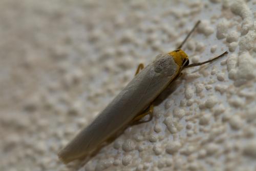 Eilema sp.