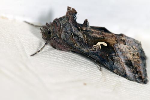 Autographa gamma