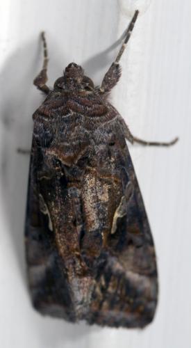 Autographa gamma