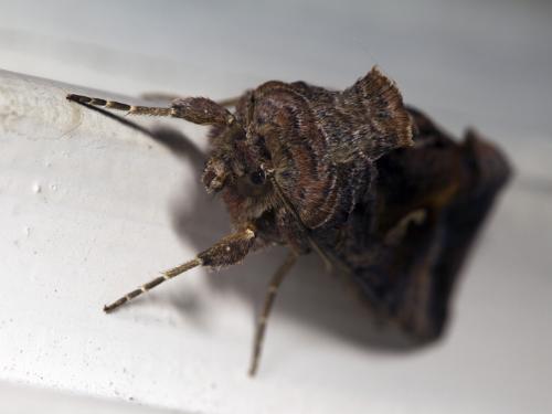 Autographa gamma
