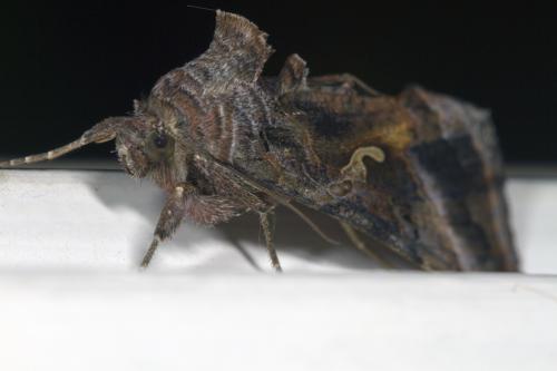 Autographa gamma