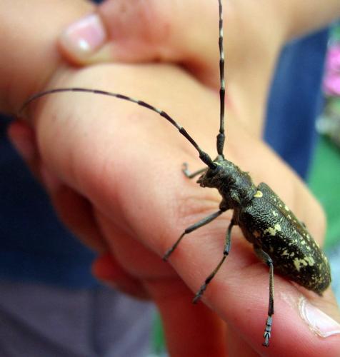 Monochamus sartor