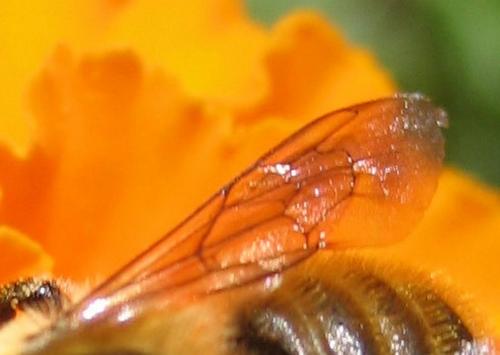 Megachile sp.