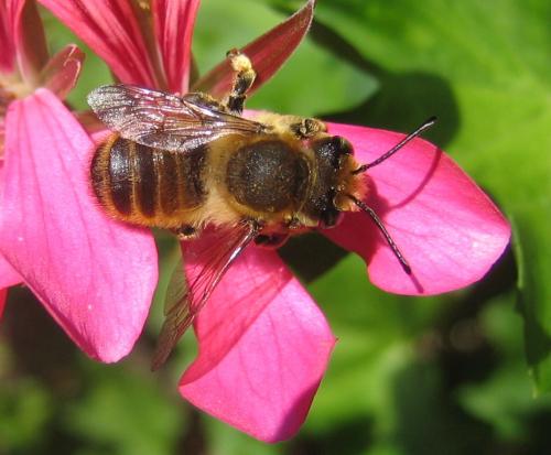 Megachile sp.