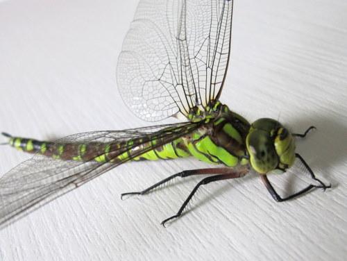 Aeshna cyanea