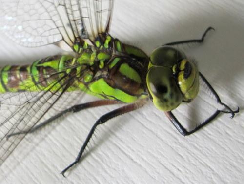 Aeshna cyanea