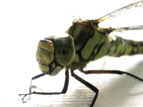 Aeshna cyanea