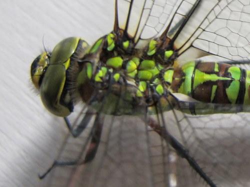 Aeshna cyanea