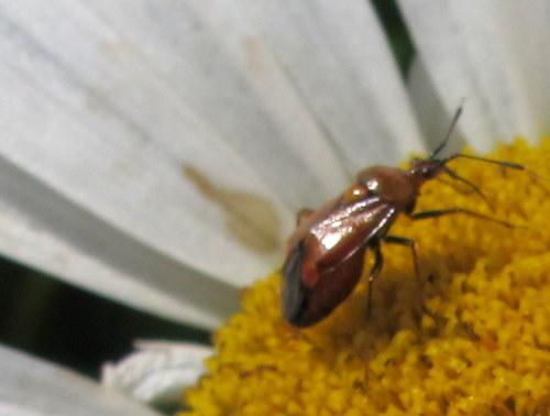 Deraeocoris sp.