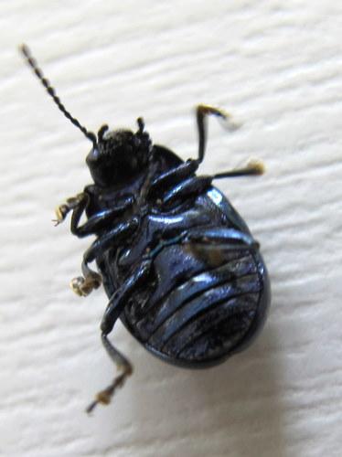 Chrysolina coerulans