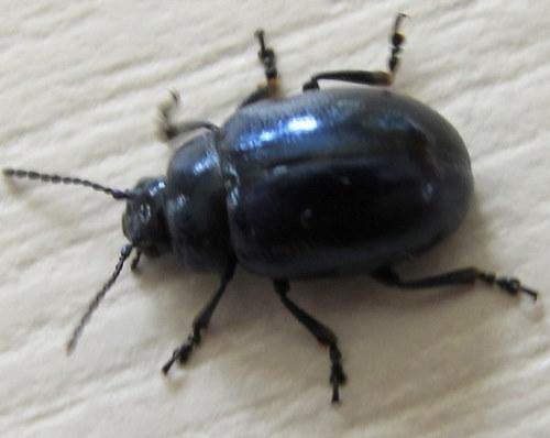 Chrysolina coerulans