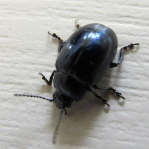 Réf. 60 400 : Chrysolina coerulans