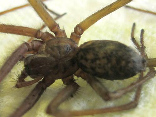Tegenaria sp.