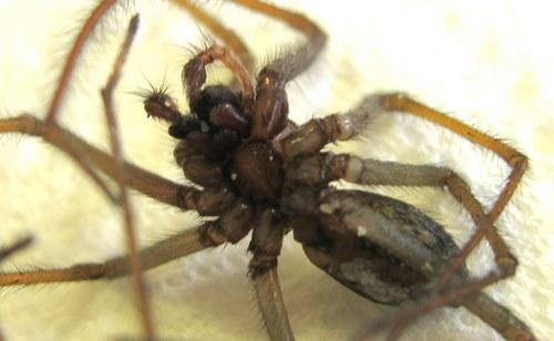 Tegenaria sp.