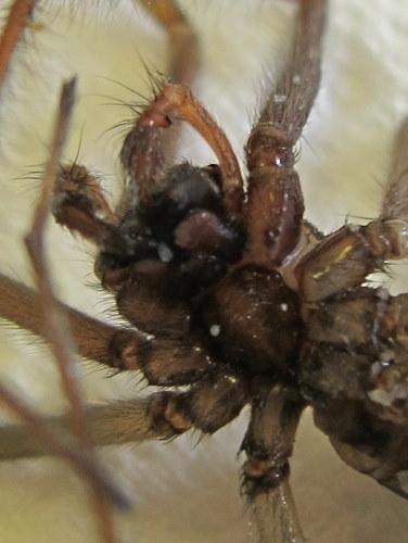 Eratigena atrica