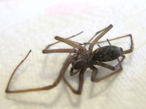 Eratigena atrica