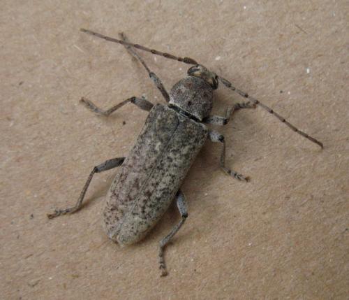 Réf. 60 684 : Trichoferus holosericeus