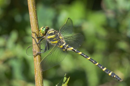Réf. 60 920 : Cordulegaster boltonii