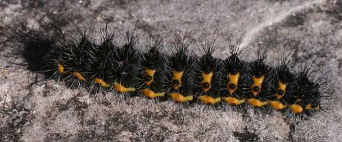 Saturnia pavonia