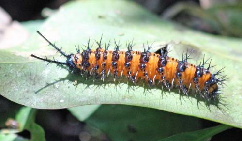 Panacea sp.