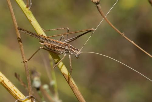 Tylopsis lilifolia