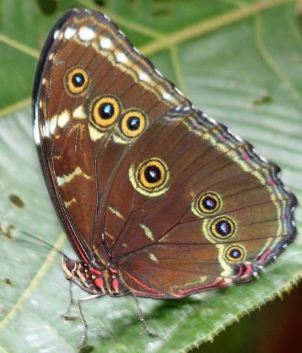 Morpho achilles