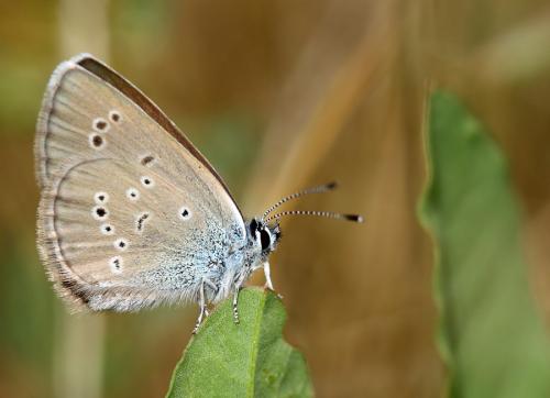 Réf. 60 702 : Cyaniris semiargus