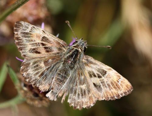 Réf. 60 206 : Carcharodus alceae