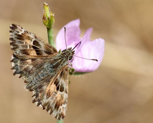 Réf. 60 207 : Carcharodus alceae