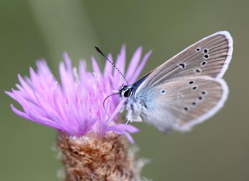 Cyaniris semiargus