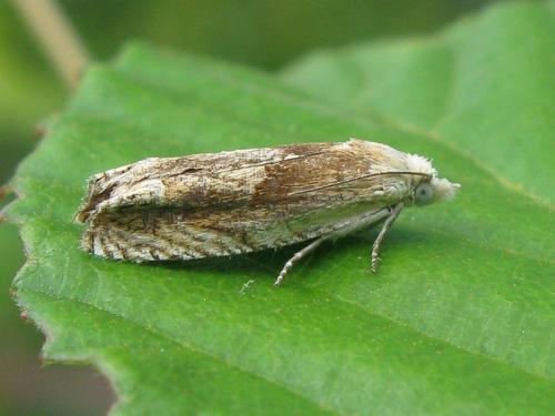 Eucosma sp.