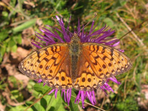 Argynnis aglaja