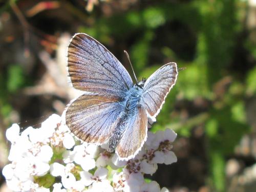 Réf. 60 441 : Plebejus sp.