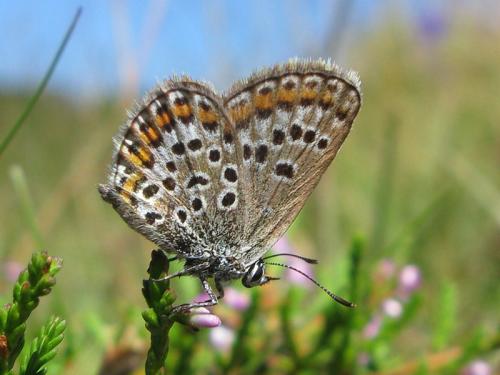 Réf. 60 442 : Plebejus sp.