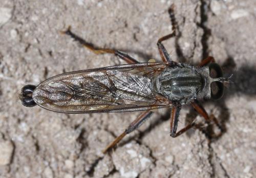 Neomochtherus pallipes