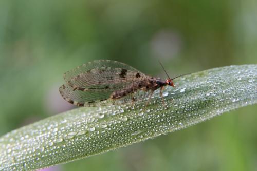 Osmylus fulvicephalus