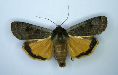 Noctua pronuba