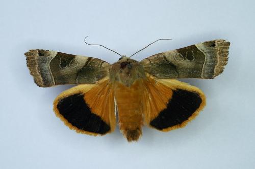 Noctua fimbriata