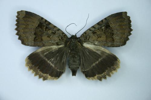 Réf. 60 845 : Mormo maura